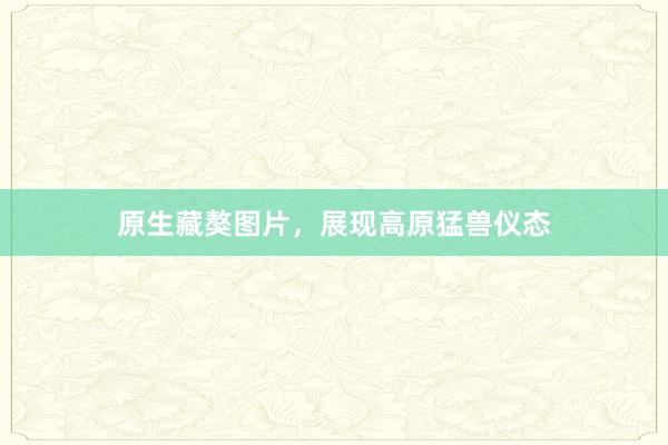 原生藏獒图片，展现高原猛兽仪态